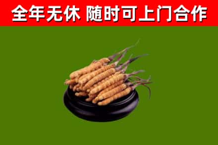 磴口县烟酒回收冬虫夏草.jpg